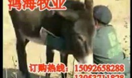 沈猛爆料老驴视频播放全集,老驴视频播放全集幕后真相大曝光